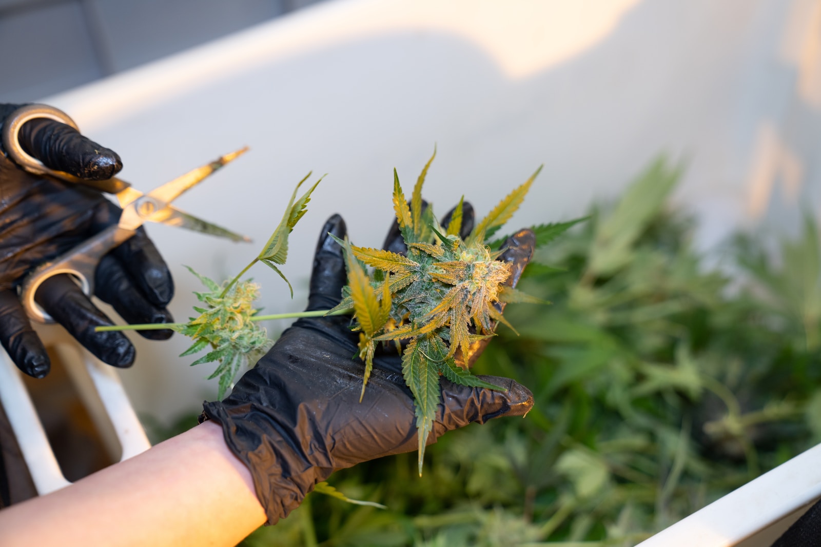 a person in black gloves holding a weed